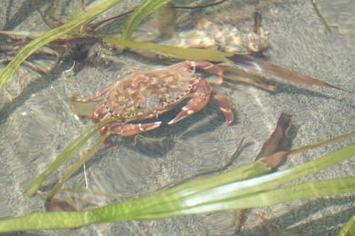 Graceful Rock Crab reference
