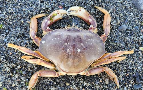 Dungeness Crab reference