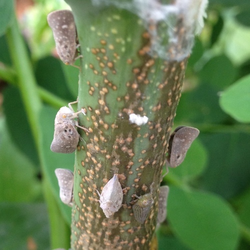 Citrus Flatid Planthopper reference