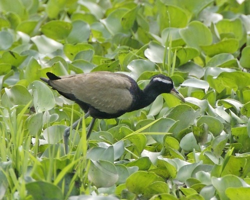 Bronze-winged Jacana reference