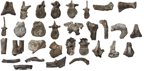 Parkers Metriacanthosaur reference
