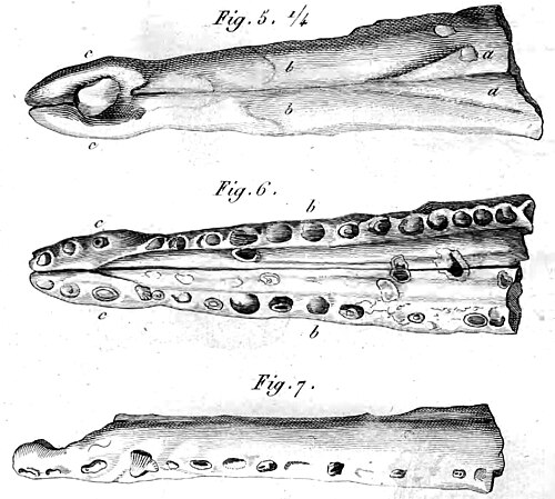 Geoffroy's Marine Crocodile reference