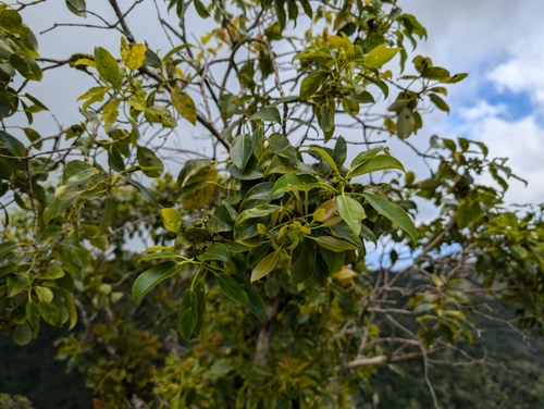 Lehua Ahihi reference