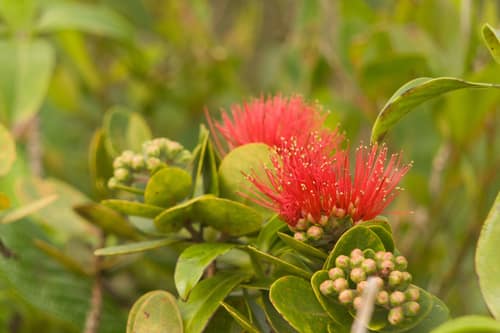 ʻŌhiʻa Lehua reference