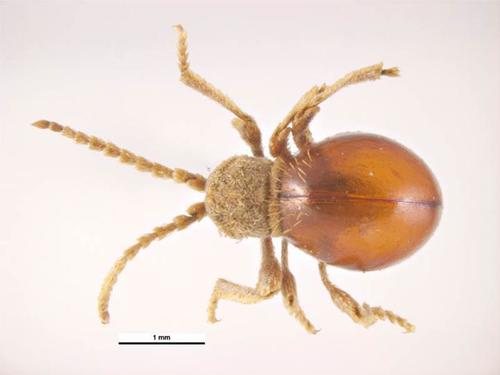 Shiny Spider Beetle reference
