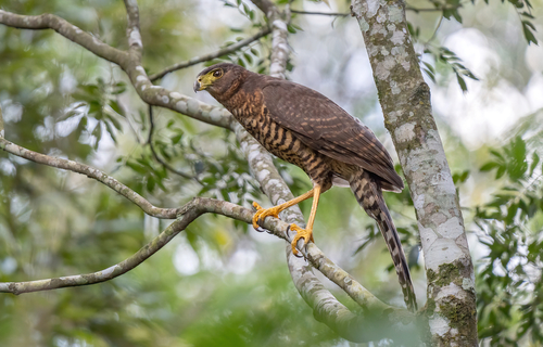 Collared Forest Falcon reference