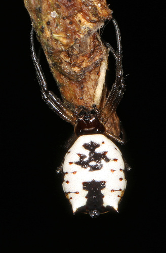 White Micrathena reference
