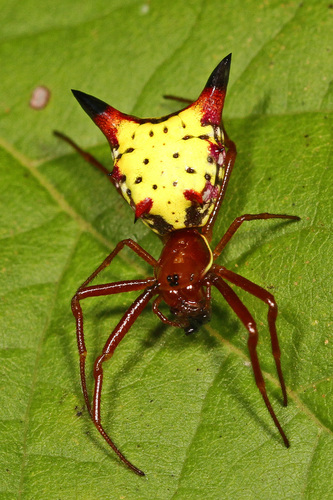 Arrow-shaped Micrathena reference