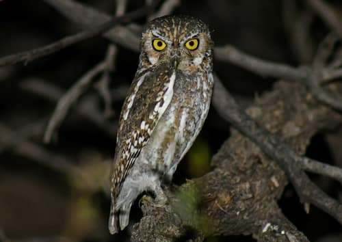 Elf Owl reference