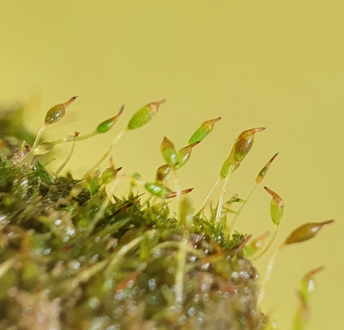 Starcke's Earth-moss reference