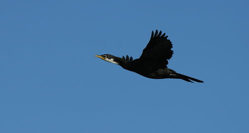 Little Pied Cormorant reference