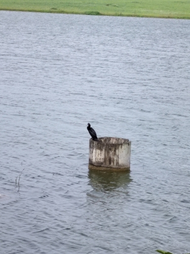 Little Cormorant reference