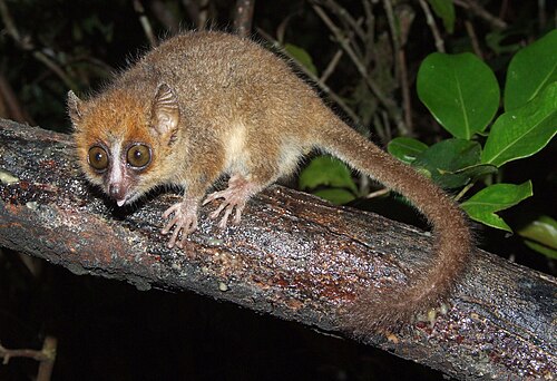 Pygmy Mouse Lemur reference