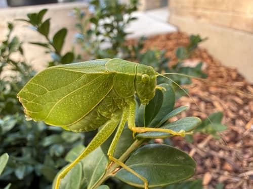 Broad-Winged Katydid reference