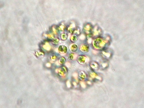 Microcystis Aeruginosa reference