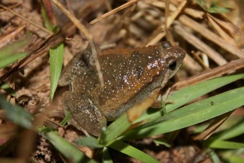 Ornate Pygmy Frog reference