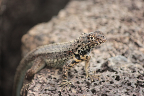 Lava Lizard reference