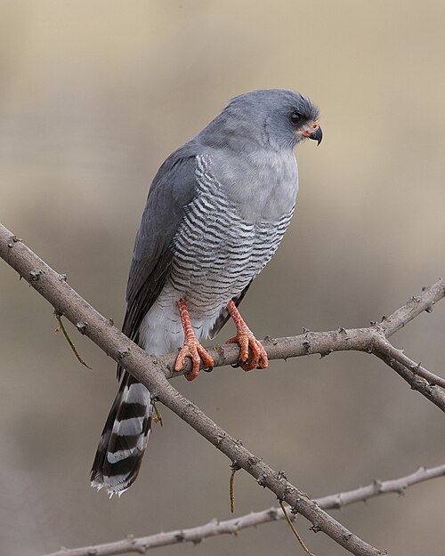Gabar Goshawk reference