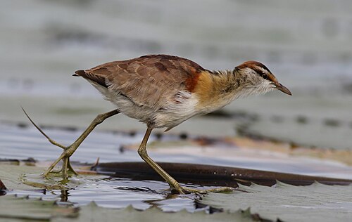 Lesser Jacana reference