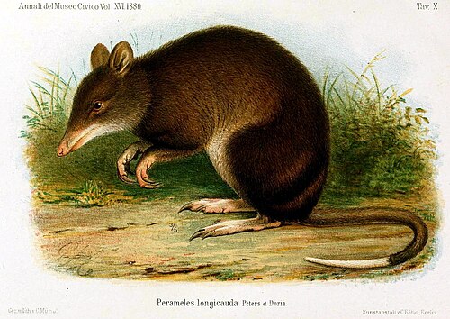Striped Bandicoot reference