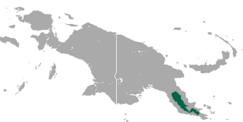 Papuan Bandicoot reference