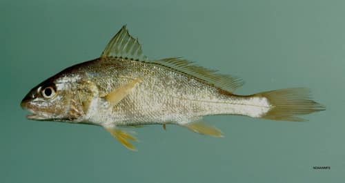 Atlantic Croaker reference
