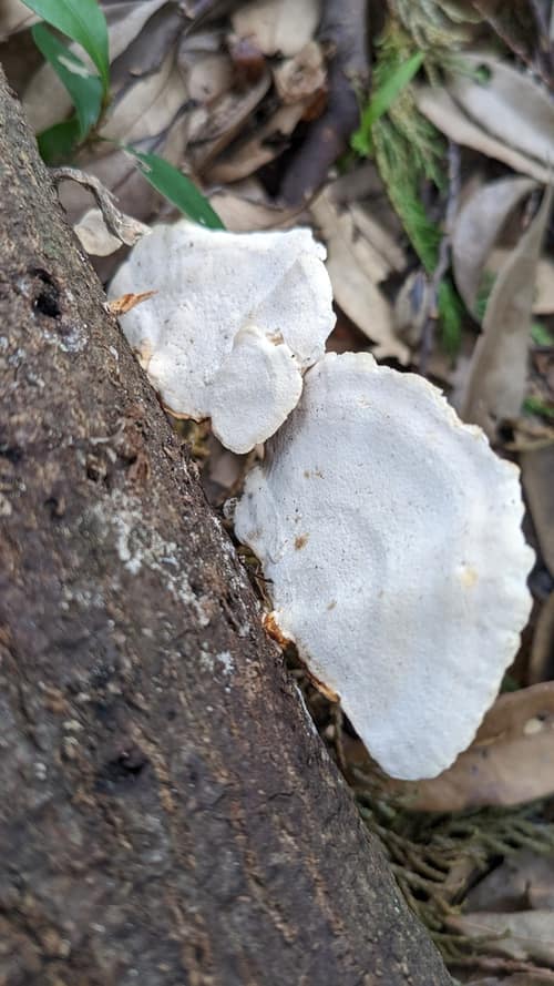 Subsessile Bracket Fungus reference
