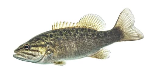 Smallmouth Bass reference