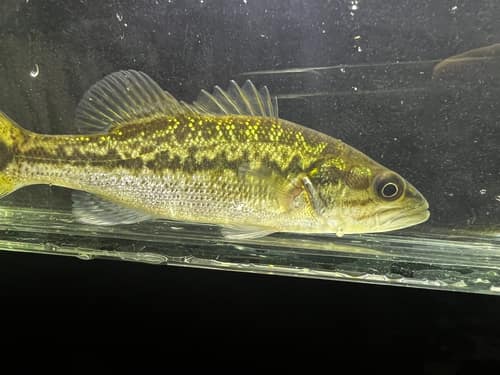 Spotted Bass reference