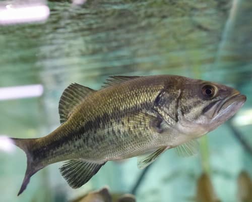 Largemouth Bass reference