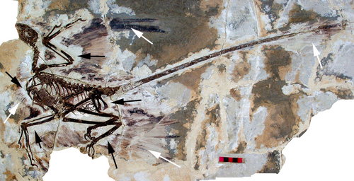Microraptor reference