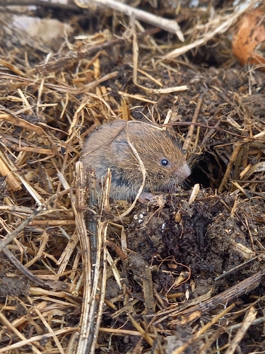 Field Vole reference