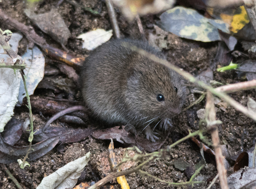 California Vole reference