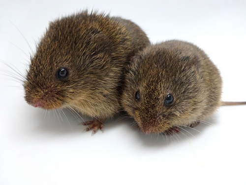 Prairie Vole reference