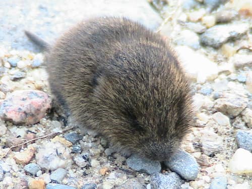 Meadow Vole reference
