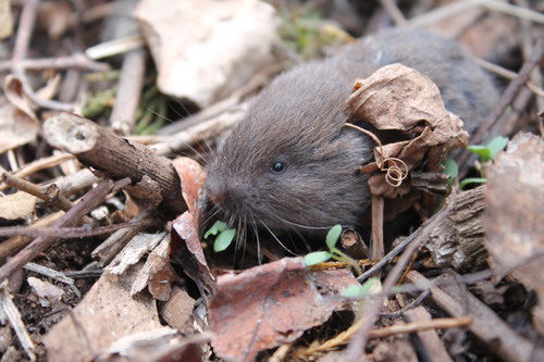 Pine Vole reference
