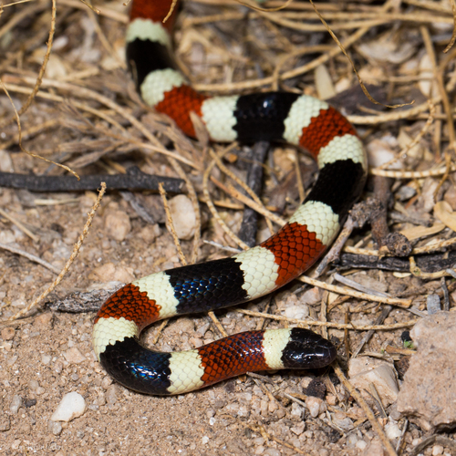 Sonoran Coral Snake reference