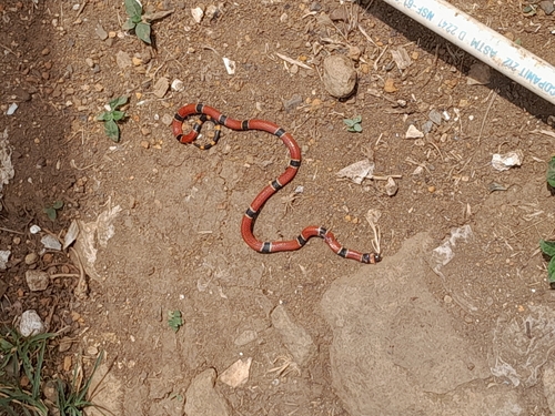 Central American Coral Snake reference