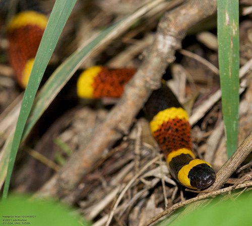 Texas Coral Snake reference