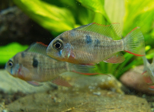 Bolivian Ram reference