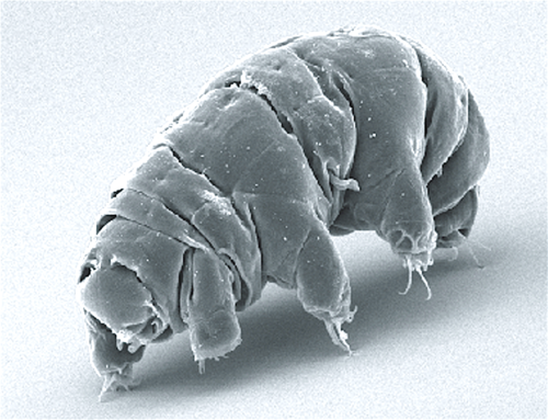 Carnivorous Water Bear reference