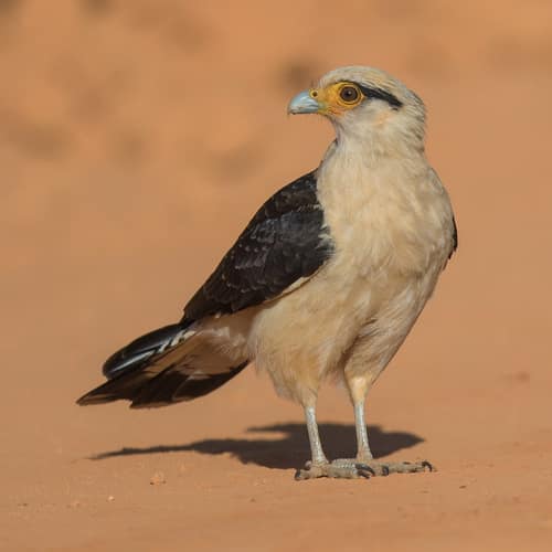 Yellow-headed Caracara reference