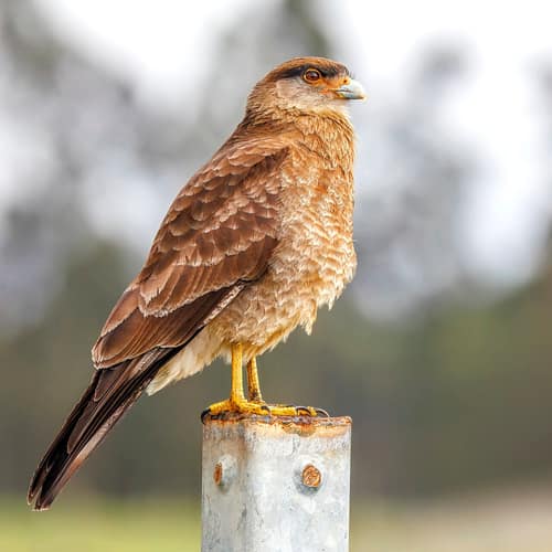 Chimango Caracara reference