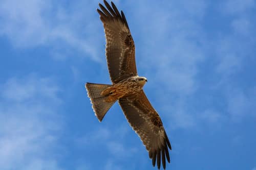 Black Kite reference