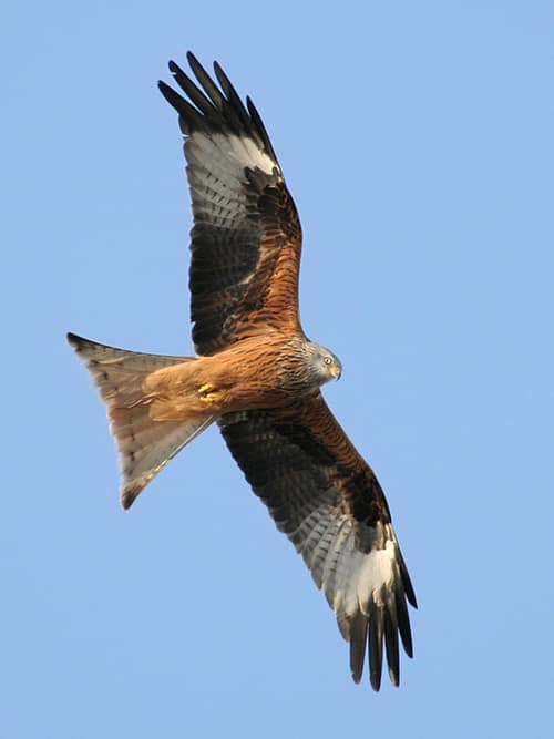 Red Kite reference