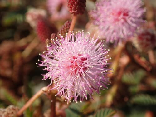 Sensitive Plant reference