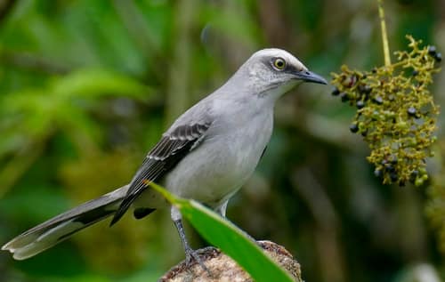 Tropical Mockingbird reference