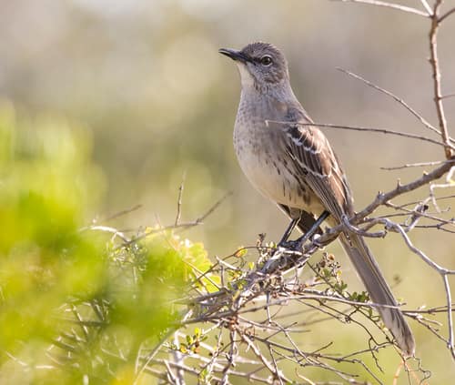Bahama Mockingbird reference
