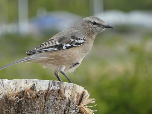 Patagonian Mockingbird reference