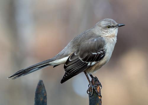 Northern Mockingbird reference